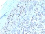 Interleukin-3 (IL-3) Monoclonal Antibody (IL3/4001)