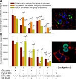 Firefly luciferase Antibody in Immunocytochemistry (ICC/IF)