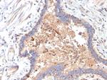 IL-6 (Interleukin-6)/Interferon beta-2 (Hybridoma Growth Factor) Monoclonal Antibody (IL6/4642)