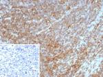 Interleukin-7 (IL-7) Monoclonal Antibody (IL7/4269)