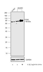 COX2 Antibody