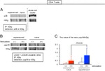 SAP97 Antibody in Western Blot (WB)