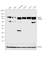 SAP97 Antibody in Western Blot (WB)