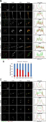 ZO-1 Antibody in Immunocytochemistry (ICC/IF)