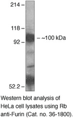 Furin Antibody in Western Blot (WB)
