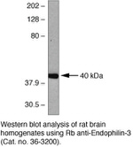 SH3GL3 Antibody in Western Blot (WB)