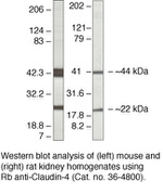 Claudin 4 Polyclonal Antibody (ZMD.306)