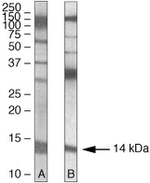 PEN2 Antibody in Western Blot (WB)