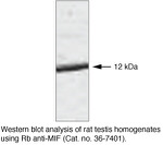 MIF Antibody in Western Blot (WB)
