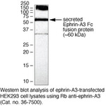 Ephrin A3 Antibody in Western Blot (WB)