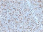 Interleukin-15 (IL-15) Monoclonal Antibody (IL15/4353)