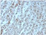 Interleukin-15 (IL-15) Recombinant Rabbit Monoclonal Antibody (IL15/6971R)