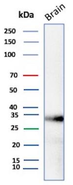 Aquaporin 4 (AQP4) Antibody in Western Blot (WB)