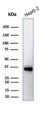 Aquaporin 4 (AQP4) Antibody in Western Blot (WB)