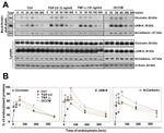 JAM-A (CD321) Antibody in Western Blot (WB)