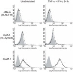 JAM-A (CD321) Antibody in Flow Cytometry (Flow)