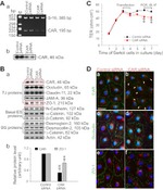 JAM-A (CD321) Antibody in Western Blot, Immunocytochemistry (WB, ICC/IF)