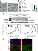 JAM-A (CD321) Antibody in Western Blot, Immunohistochemistry (WB, IHC)