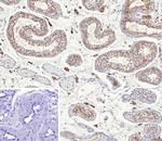 Inhibin, alpha (INHA) (Gonadal Cell Marker) Monoclonal Antibody (INHA/9354)