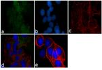 CBLL1 Antibody in Immunocytochemistry (ICC/IF)