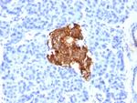 Insulin/IRDN (beta-Cell and Insulinoma Marker) Monoclonal Antibody (E2-E3 (INS04))
