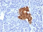 Insulin/IRDN (beta-Cell and Insulinoma Marker) Monoclonal Antibody (IRDN/805)