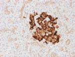 Insulin/IRDN Recombinant Rabbit Monoclonal Antibody (IRDN, 1980R)