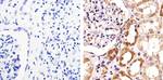 ZO-3 Antibody in Immunohistochemistry (Paraffin) (IHC (P))