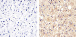 Claudin 14 Antibody in Immunohistochemistry (Paraffin) (IHC (P))