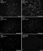 Connexin 36 Antibody in Immunohistochemistry (IHC)