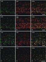 Connexin 36 Antibody in Immunohistochemistry (IHC)