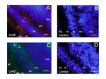 Connexin 36 Antibody in Immunohistochemistry (IHC)
