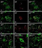 Connexin 36 Antibody in Immunohistochemistry (IHC)