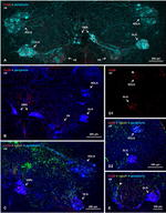 Connexin 36 Antibody in Immunohistochemistry (IHC)