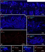 Connexin 36 Antibody in Immunohistochemistry (IHC)