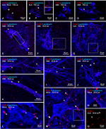 Connexin 36 Antibody in Immunohistochemistry (IHC)