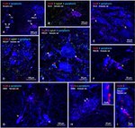 Connexin 36 Antibody in Immunohistochemistry (IHC)