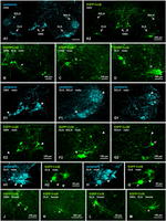 Connexin 36 Antibody in Immunohistochemistry (IHC)