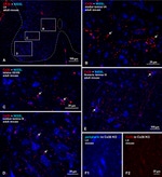 Connexin 36 Antibody in Immunohistochemistry (IHC)