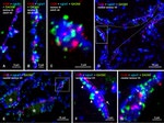 Connexin 36 Antibody in Immunohistochemistry (IHC)