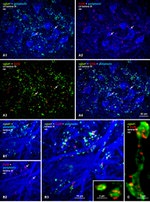 Connexin 36 Antibody in Immunohistochemistry (IHC)