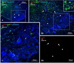 Connexin 36 Antibody in Immunohistochemistry (IHC)