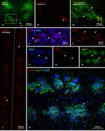 Connexin 36 Antibody in Immunohistochemistry (IHC)