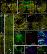 Connexin 36 Antibody in Immunohistochemistry (IHC)