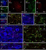 Connexin 36 Antibody in Immunohistochemistry (IHC)