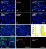 Connexin 36 Antibody in Immunohistochemistry (IHC)