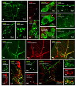 Connexin 36 Antibody in Immunocytochemistry (ICC/IF)