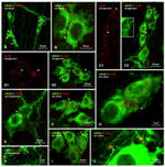 Connexin 36 Antibody in Immunocytochemistry (ICC/IF)