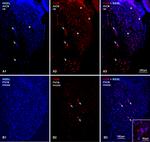 Connexin 36 Antibody in Immunohistochemistry (IHC)