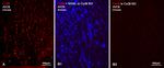 Connexin 36 Antibody in Immunohistochemistry (IHC)